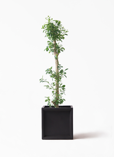 観葉植物 ガジュマル 10号 ベビーリーフ ブリティッシュキューブ 付き