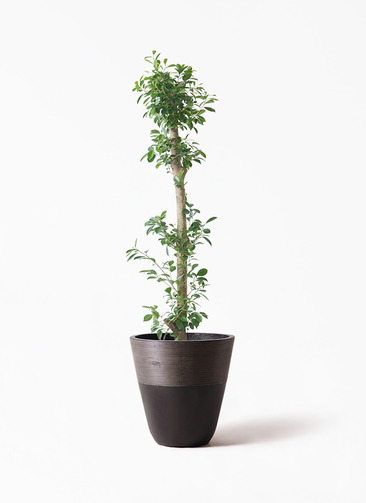観葉植物 ガジュマル 10号 ベビーリーフ ジュピター 黒 付き | 観葉