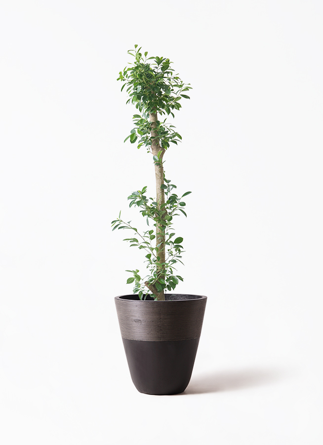ガジュマル ベビーリーフ | 観葉植物通販 HitoHana（ひとはな）