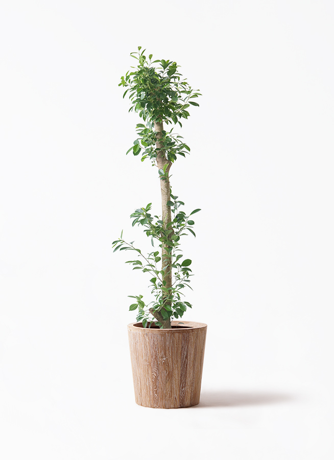 観葉植物 ガジュマル 10号 ベビーリーフ ウッドプランター 付き | 観葉