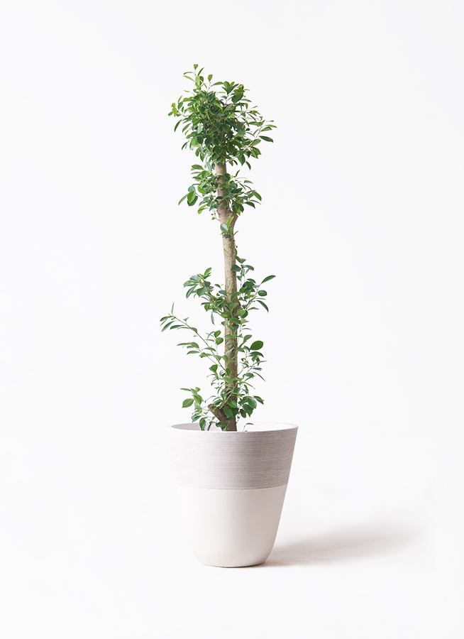 ガジュマル 10号 | 観葉植物 | 送料無料でお届け - Hitohana（ひとはな）