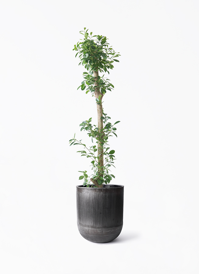 ガジュマル 10号 | 観葉植物 | 送料無料でお届け - Hitohana（ひとはな）