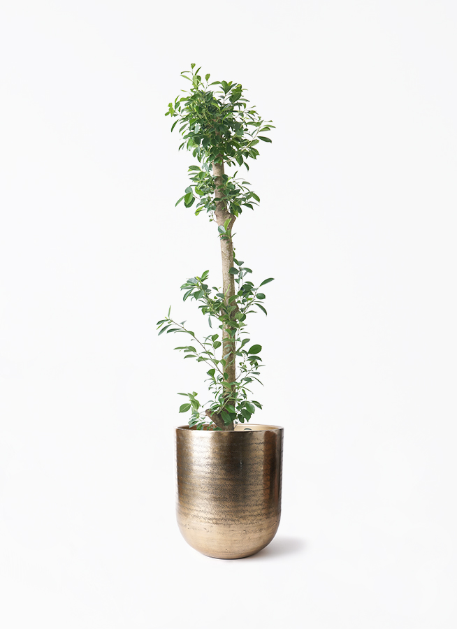 ガジュマル 10号 | 観葉植物 | 送料無料でお届け - Hitohana（ひとはな）