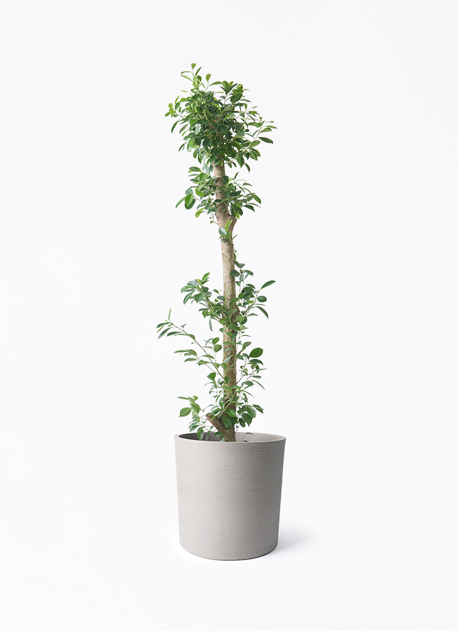 ガジュマル ベビーリーフ | 観葉植物通販 HitoHana（ひとはな）