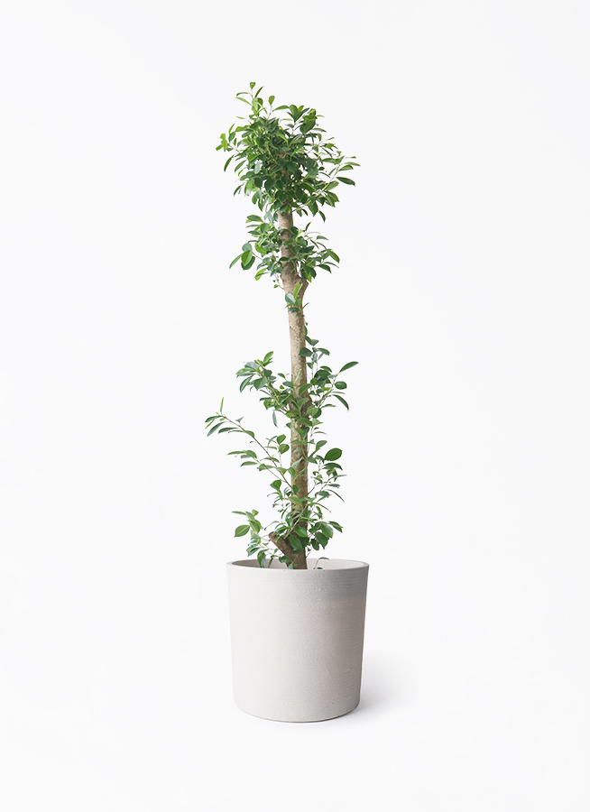 ガジュマル 引き取り限定 ガジュマル 10号 | 観葉植物 | 送料無料でお届け - Hitohana（ひとはな）