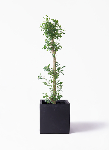 観葉植物 ガジュマル 10号 ベビーリーフ ベータ キューブプランター 黒