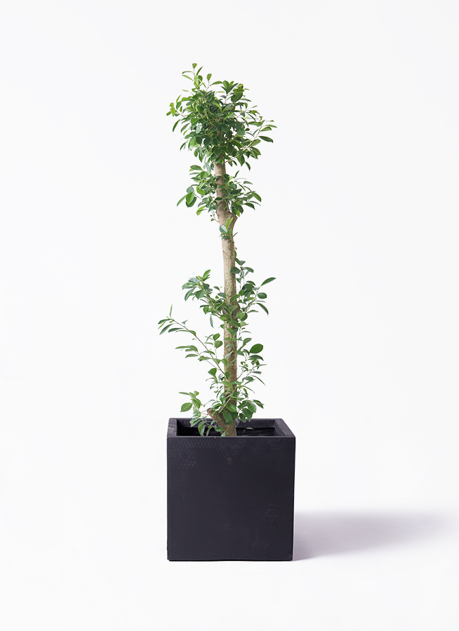 観葉植物 ガジュマル 10号 ベビーリーフ ベータ キューブプランター 黒