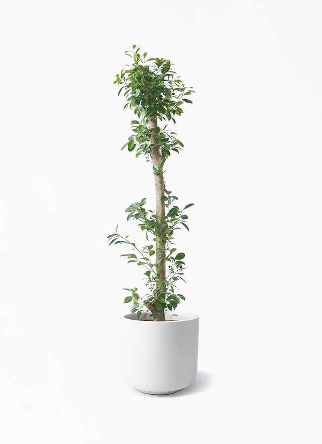 ガジュマル 10号 | 観葉植物 | 送料無料でお届け - Hitohana（ひとはな）