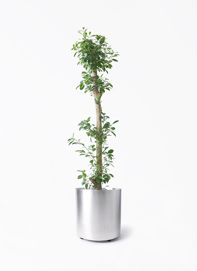 ガジュマル ベビーリーフ | 観葉植物通販 HitoHana（ひとはな）