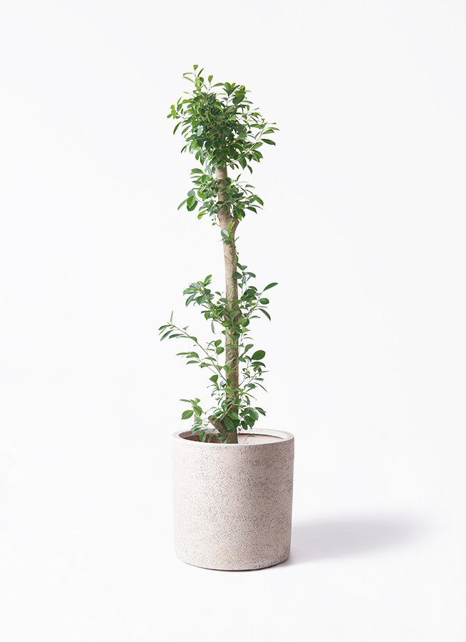ガジュマル ベビーリーフ | 観葉植物通販 HitoHana（ひとはな）