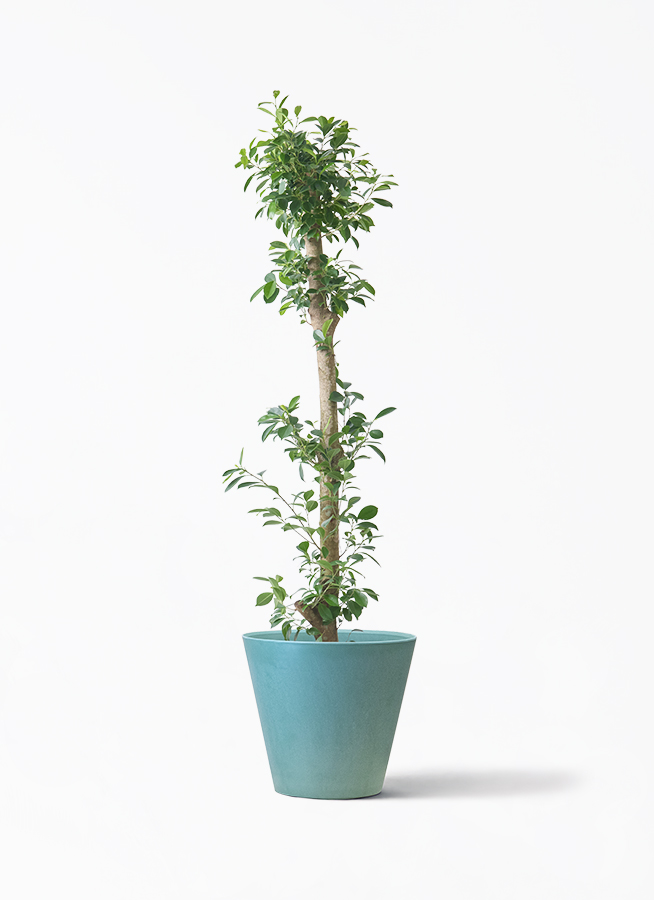 観葉植物 ガジュマル 10号 ベビーリーフ アートストーン ラウンド