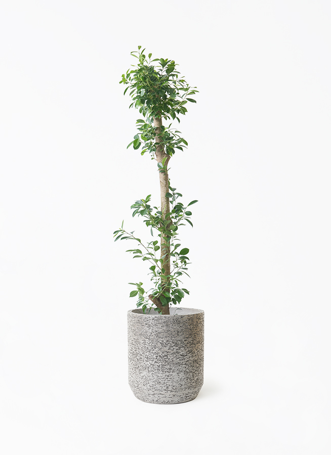 ガジュマルNo.101 ガジュマル 10号 | 観葉植物 | 送料無料でお届け - Hitohana（ひとはな）