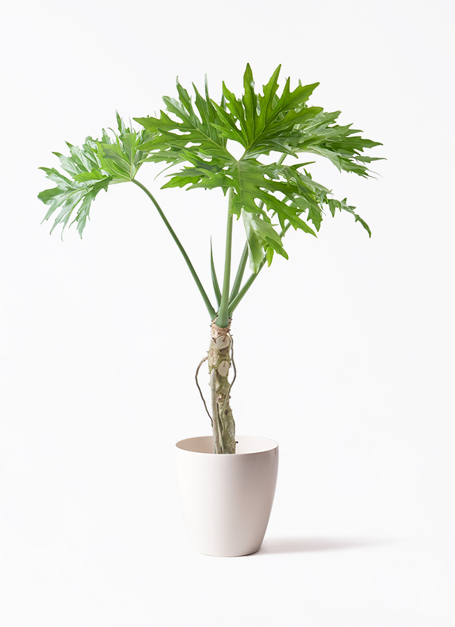K■フィロデンドロン・セローム/ヒトデカズラ/高さ85cm/葉38cm 観葉植物 フィロデンドロン 8号 セローム ヒトデカズラ 根あがり エコ