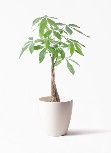 観葉植物 パキラ 5号 ねじり ラスターポット 付き | 観葉植物なら