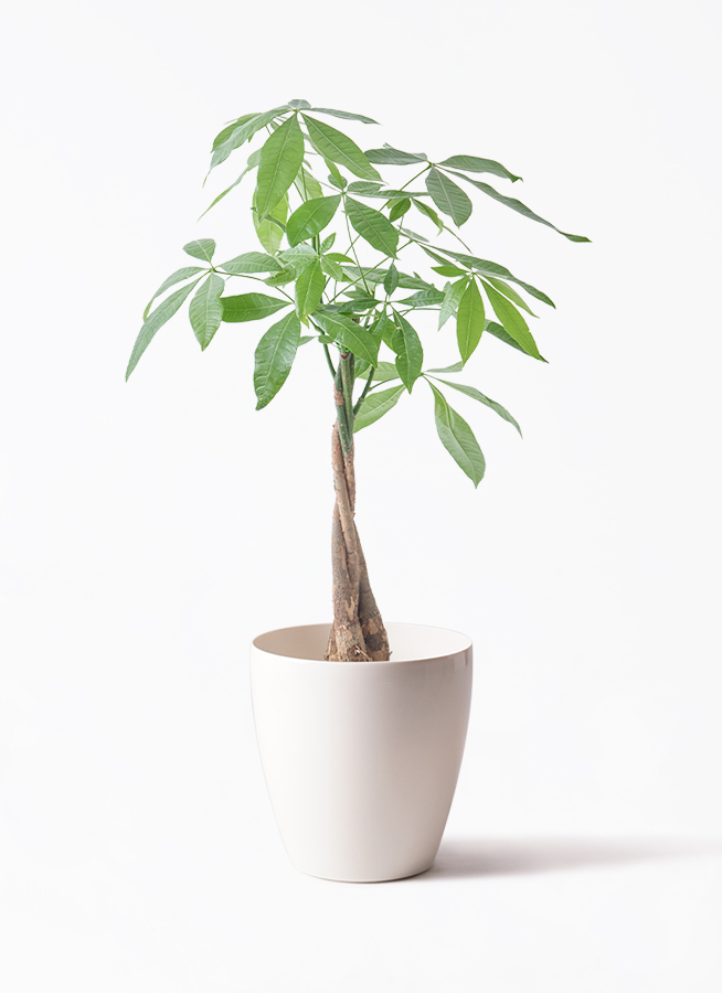 観葉植物 パキラ 5号 ねじり ラスターポット 付き | 観葉植物なら