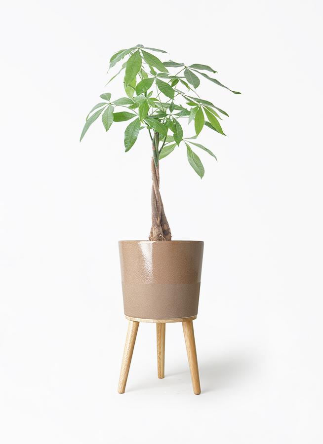 観葉植物 パキラ 5号 ねじり ラスターポット 付き | 観葉植物なら