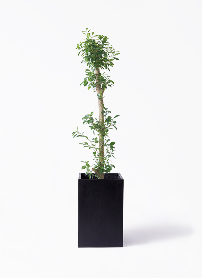 観葉植物 ガジュマル 10号 ベビーリーフ ラスターポット 付き | 観葉