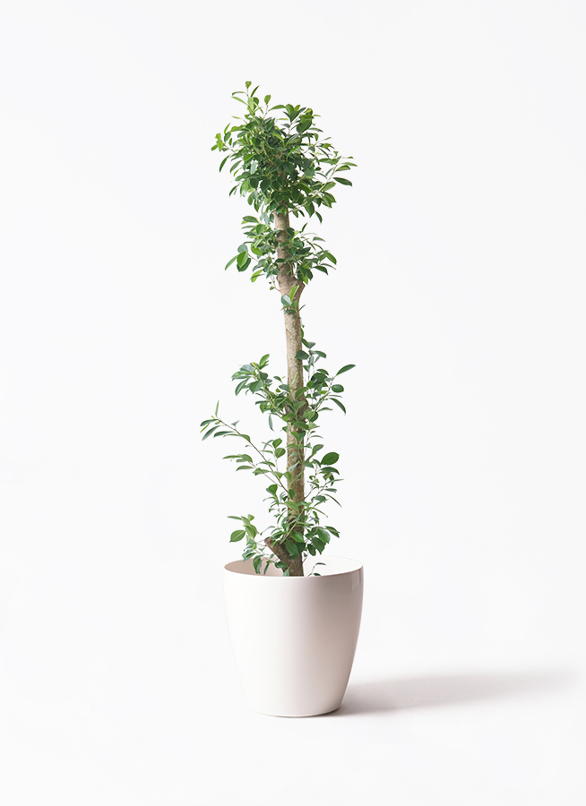 数量限定 ガジュマル 観葉植物 緑 グリーン リーフ サボテン キジムナー 数量限定 ガジュマル 観葉植物 緑 グリーン リーフ サボテン