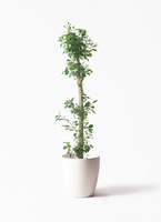 chinese-banyan-babyleaf-14_1.
