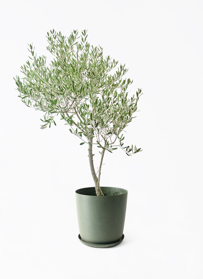 オリーブの木 創樹 | 観葉植物通販HitoHana(ひとはな)