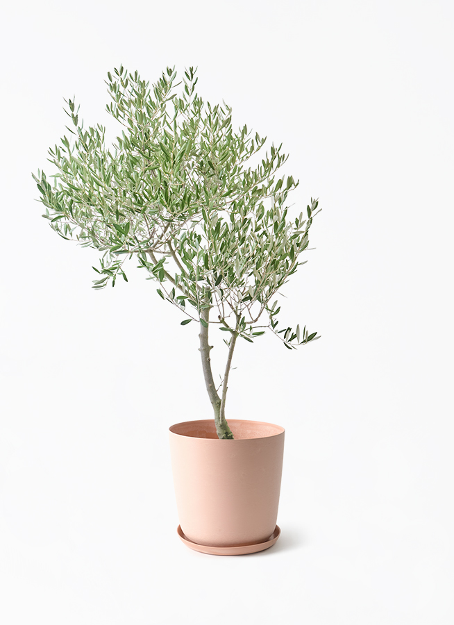オリーブの木 創樹 | 観葉植物通販HitoHana(ひとはな)