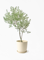 観葉植物 オリーブの木 8号 創樹 オリーミー アルマ ミドル 付き