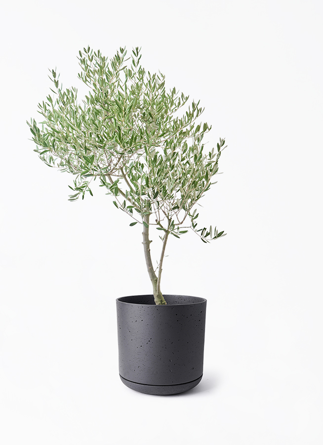 観葉植物 オリーブの木 8号 創樹 オリーミー ライム ドゥオ ユーポット