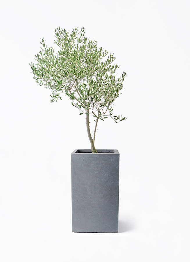 オリーブの木 創樹 オリーミー | 観葉植物の通販ならHitoHana（ひとはな）