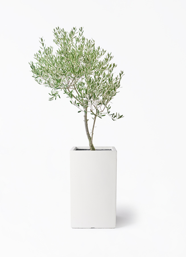観葉植物 オリーブの木 8号 創樹 オリーミー シグマ 角柱プランター