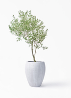 オリーブ　植木 観葉植物 オリーブ 9号 創樹 プラスチック鉢 | 観葉植物ならHitoHana