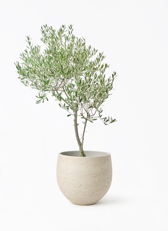 観葉植物 オリーブの木 8号 創樹 オリーミー アディラボウル グレイ