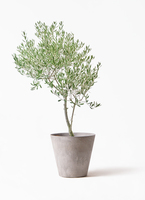 観葉植物 オリーブの木 8号 創樹 オリーミー エディラウンド グレイ