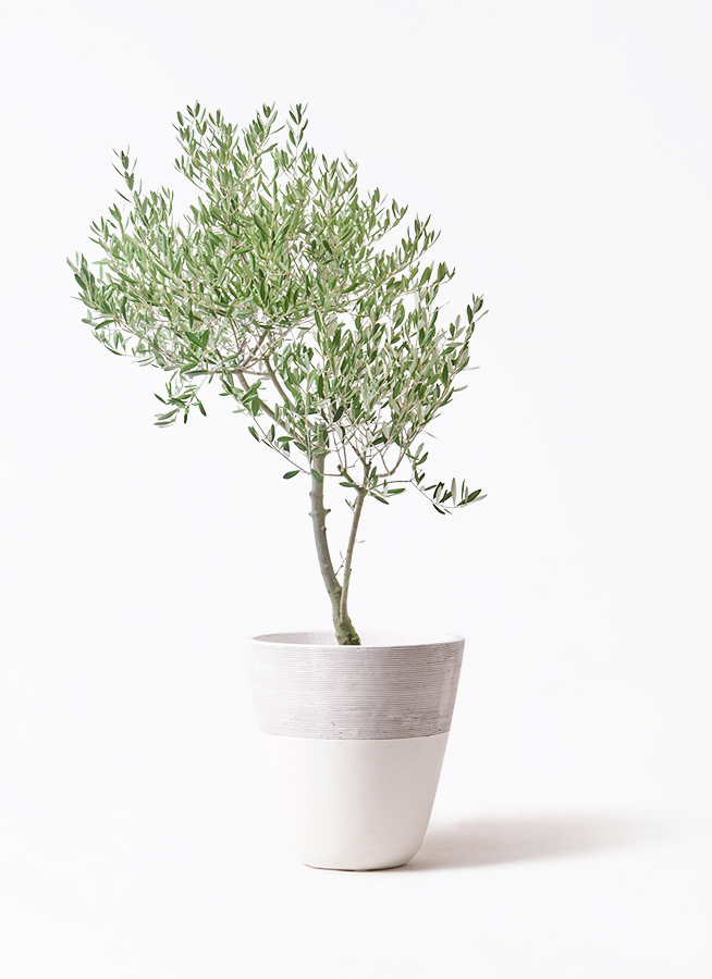 オリーブの木 創樹 | 観葉植物通販HitoHana(ひとはな)