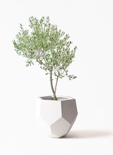 観葉植物 オリーブの木 8号 創樹 オリーミー ポリゴヘクサ 白 付き