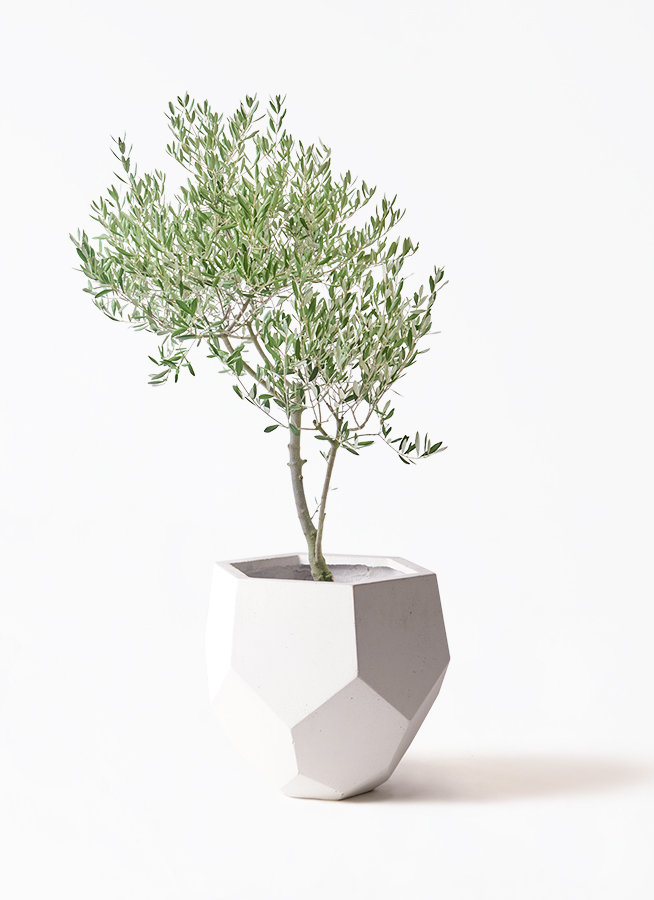 観葉植物 オリーブの木 8号 創樹 オリーミー ポリゴヘクサ 白 付き