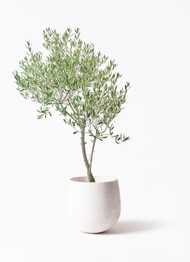 オリーブ(Ｙ字型の綺麗な樹形)観葉植物 小豆島オリーブ】 Y字型で個性的な樹形 （ミッション） ※樹齢15年以上