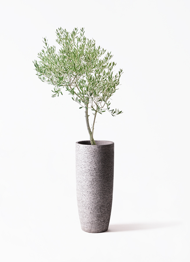観葉植物 オリーブの木 8号 創樹 オリーミー ラスターポット 付き