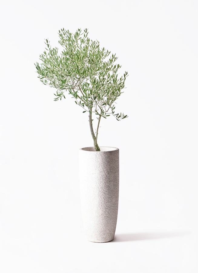観葉植物 オリーブの木 8号 創樹 オリーミー Eco Stone (エコストーン