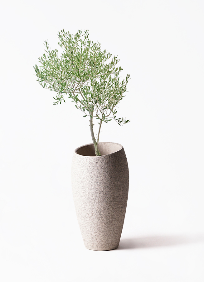 希少　創樹オリーブ　オリーミー 観葉植物 オリーブ 7号 創樹 オリーミー プラスチック鉢 | 観葉植物