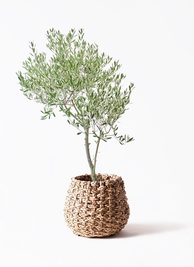 観葉植物 オリーブの木 8号 創樹 オリーミー アルマ ミドル 付き
