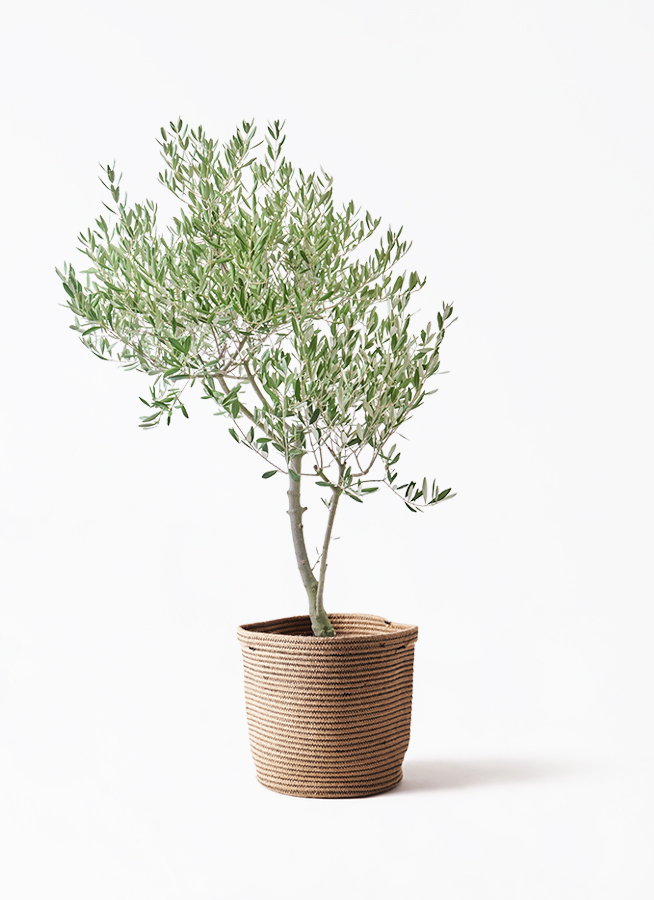 創樹　オリーブ　オリーミー 8寸　ネバディロブランコ　チプレシーノ　2品種です オリーブの木 Oli-me（オリーミー） ネバディロブランコ