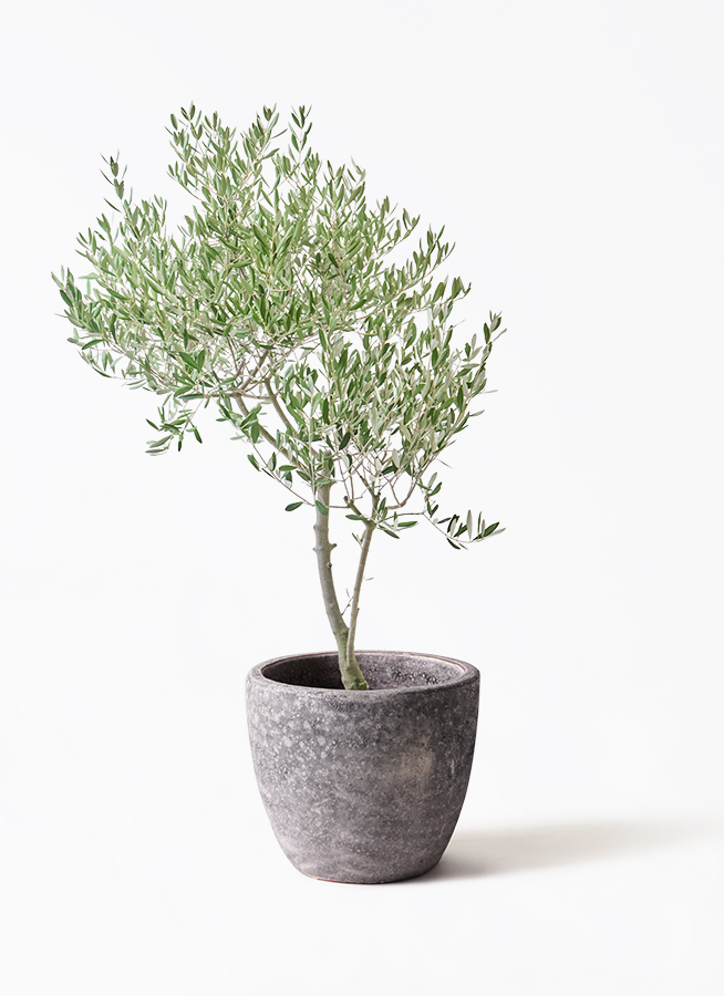 観葉植物 オリーブの木 8号 創樹 オリーミー アルマ ミドル 付き