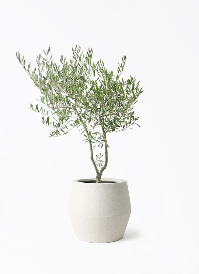 観葉植物 オリーブの木 7号 創樹 オリーミー パボ ジャー オフホワイト