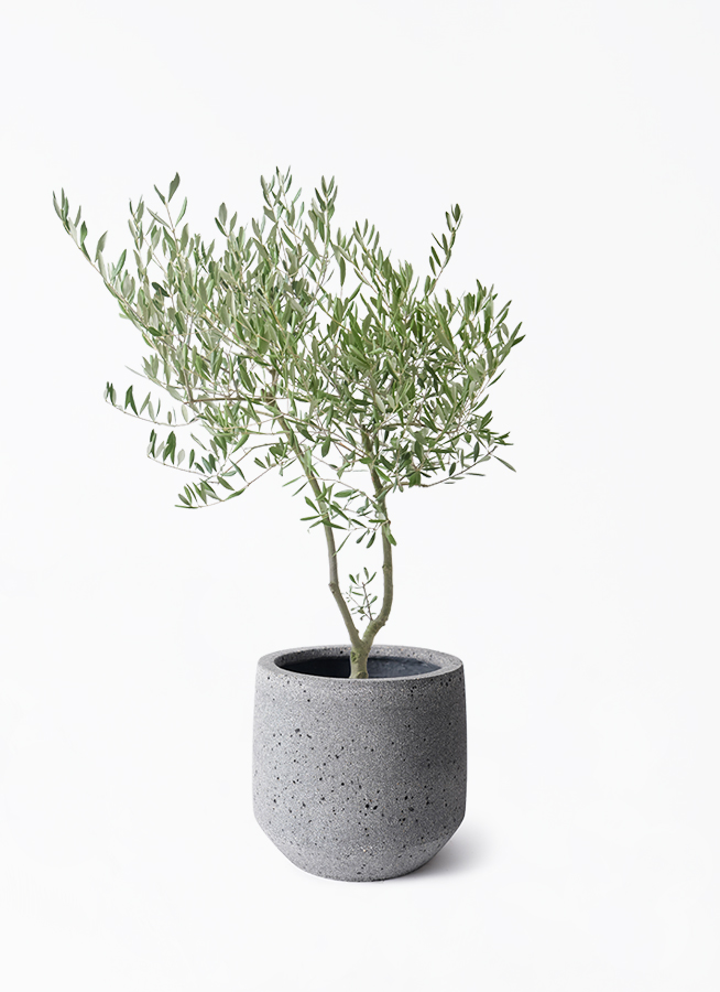 オリーブ　オリーブの木　観葉植物 観葉植物 オリーブの木 7号 創樹 オリーミー パボ ミドル ラテル