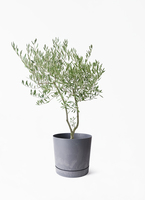 オリーブの木　植木　観葉植物 観葉植物 オリーブの木 7号 創樹 オリーミー セメント トラフポット