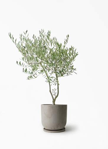 観葉植物 オリーブの木 7号 創樹 オリーミー セメント トラフポット
