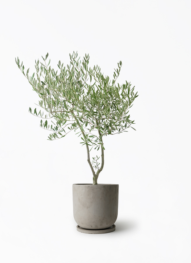 オリーブの木　植木　観葉植物 観葉植物 オリーブの木 7号 創樹 オリーミー セメント トラフポット
