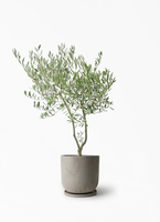 観葉植物 オリーブの木 7号 創樹 オリーミー セメント トラフポット