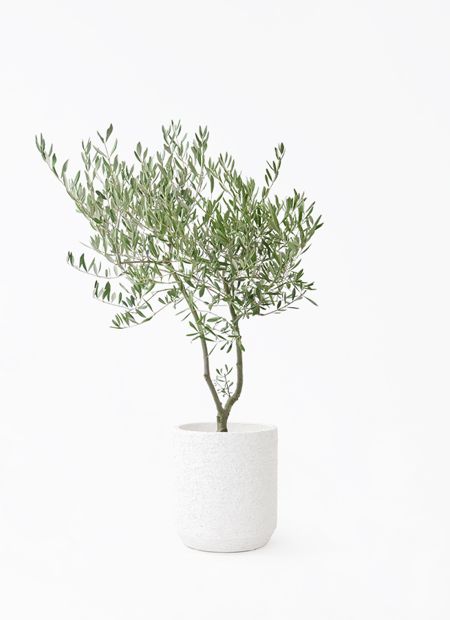 オリーブの木　植木　観葉植物 観葉植物 オリーブの木 7号 創樹 オリーミー セメント トラフポット