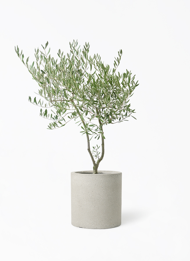 観葉植物 オリーブ 7号 創樹 オリーミー プラスチック鉢 | 観葉植物